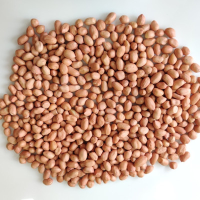 GROUNDNUT (KACANG TANAH)